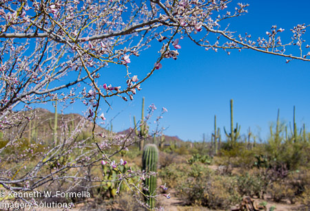 Cacti Through Flowering Tree