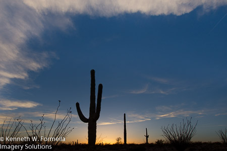 Saguaro 1